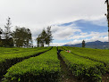 Kebun Teh Pangalengan